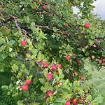 Landlig Idyll Med Fjordutsikt *