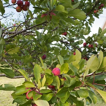 Landlig Idyll Med Fjordutsikt * Valsøybotn