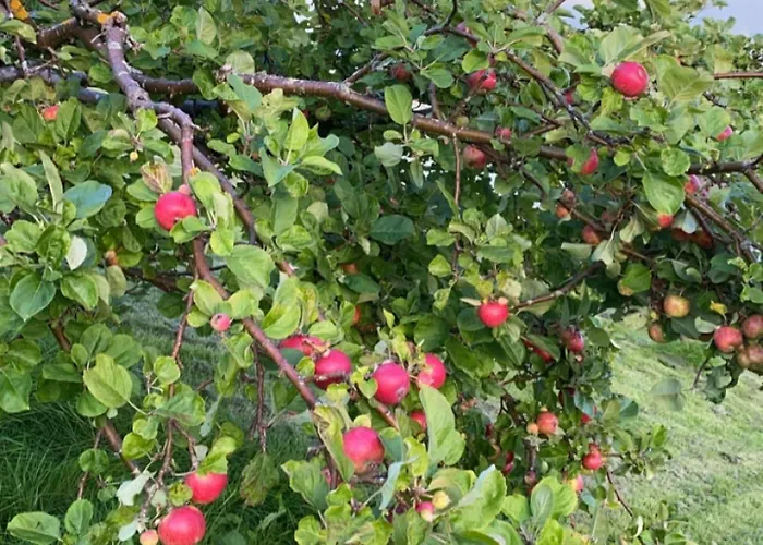 Landlig Idyll Med Fjordutsikt *