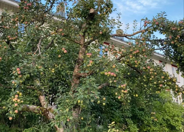 Landlig Idyll Med Fjordutsikt בית כפרי Valsøybotn