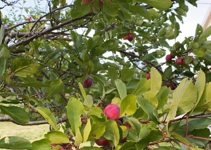 Landlig Idyll Med Fjordutsikt * Valsøybotn